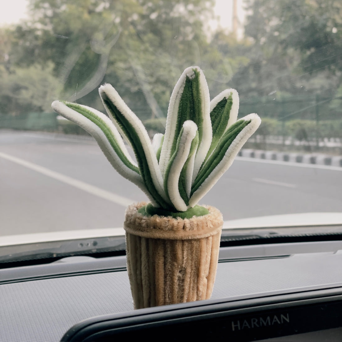 Snake Plant Pot